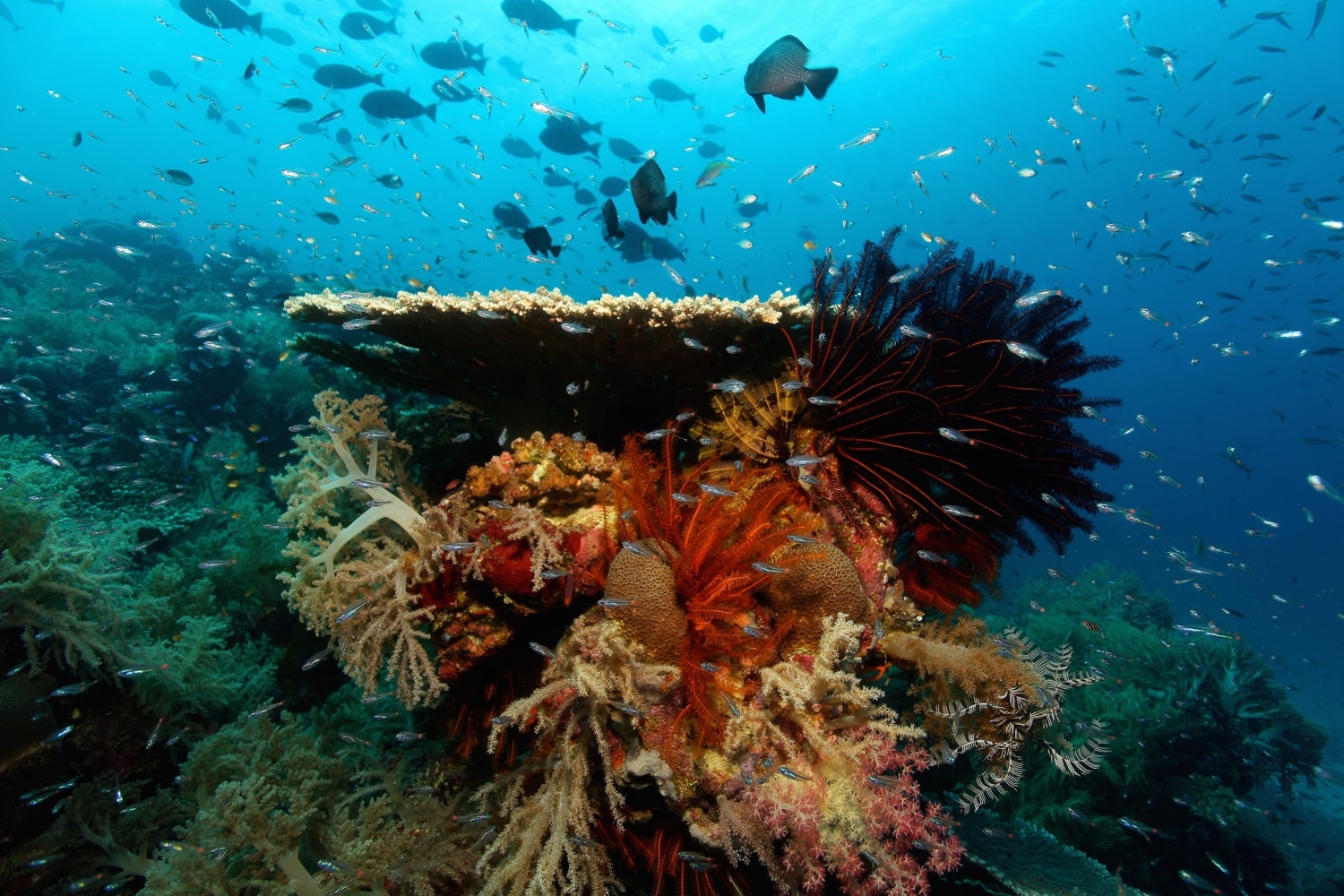 Inside the Coral Triangle